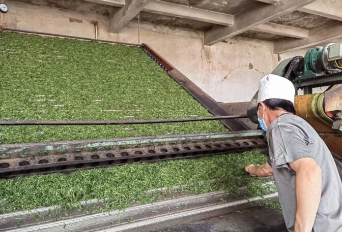有关于冬天尚未走 江城春茶已来袭的内容(5)