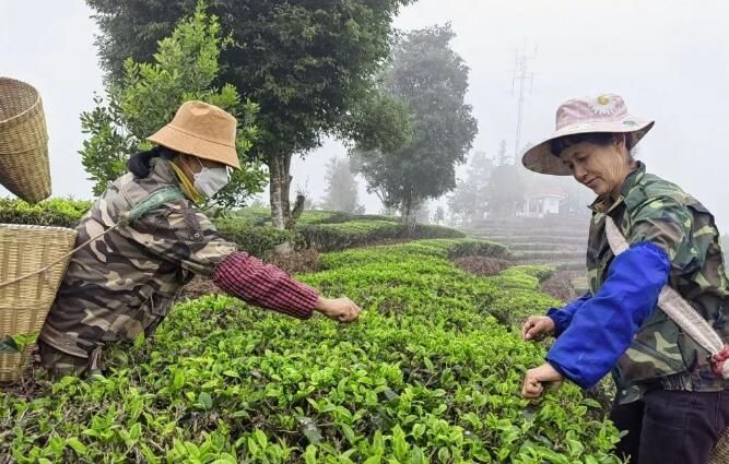 有关于冬天尚未走 江城春茶已来袭的内容(1)