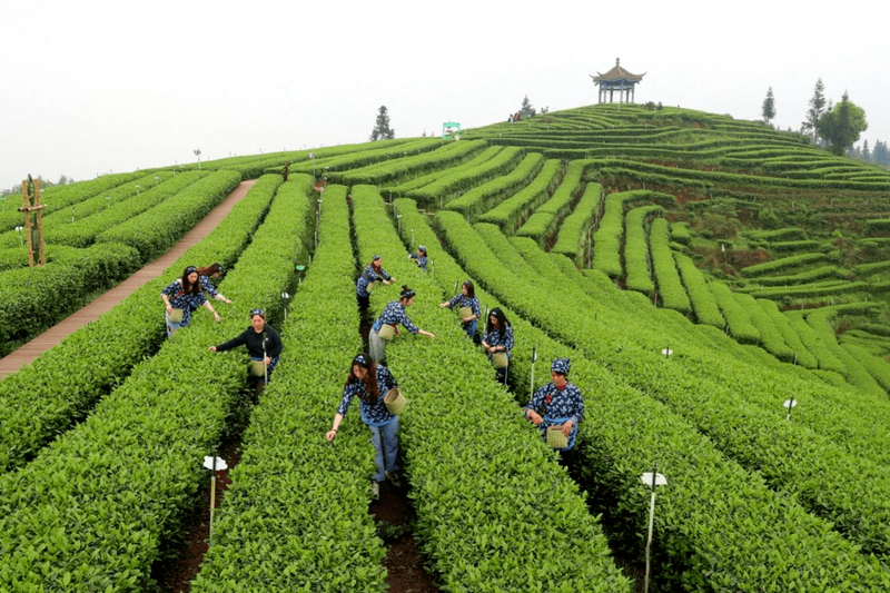 有关于四川省春茶采摘陆续拉开序幕! 茶区抢“鲜”这里摘下早春第一芽的消息