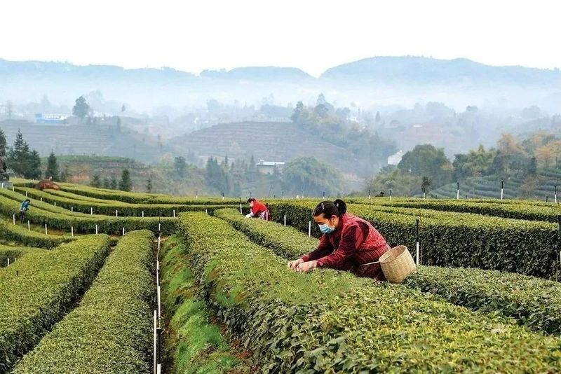有关于四川省春茶采摘陆续拉开序幕! 茶区抢“鲜”这里摘下早春第一芽的消息(2)