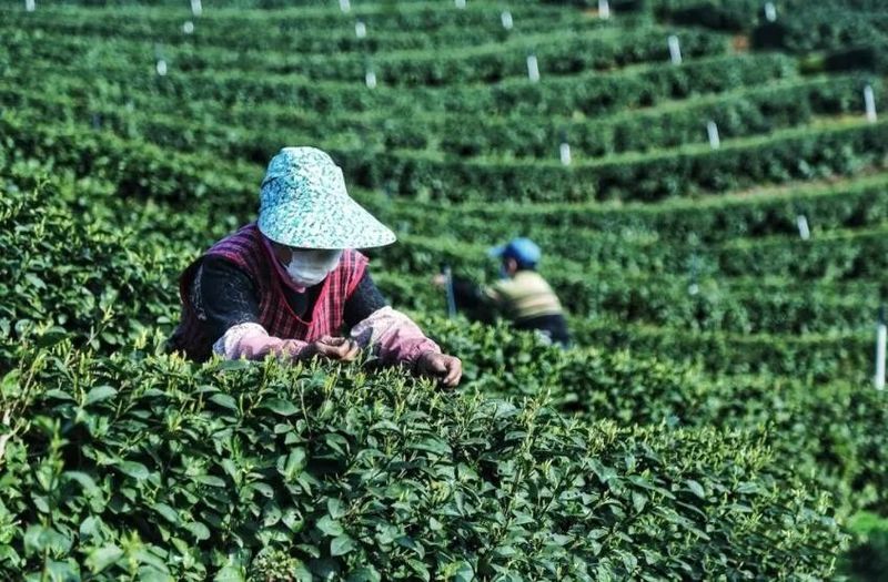 有关于四川省春茶采摘陆续拉开序幕! 茶区抢“鲜”这里摘下早春第一芽的消息(1)