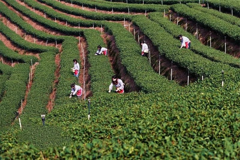有关于四川省春茶采摘陆续拉开序幕! 茶区抢“鲜”这里摘下早春第一芽的消息(3)