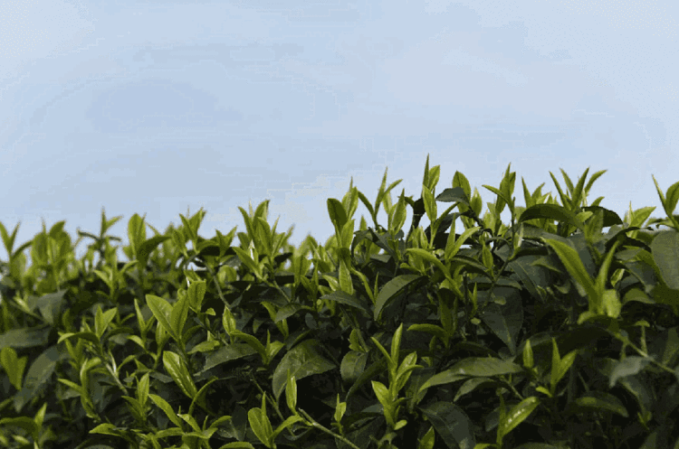有关于新年开新局！2023年宜宾首单茶叶出口乌兹别克斯坦的最新消息(3)