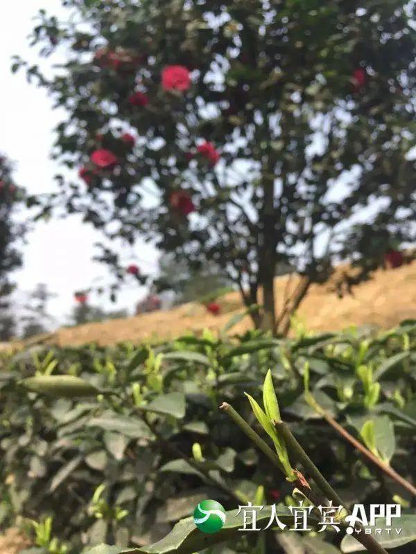 有关于新年开新局！2023年宜宾首单茶叶出口乌兹别克斯坦的最新消息