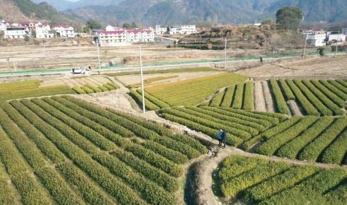 有关于安徽岳西：一年四季都有“茶经济”的新闻(1)