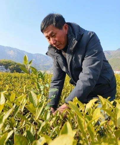 有关于安徽岳西：一年四季都有“茶经济”的新闻