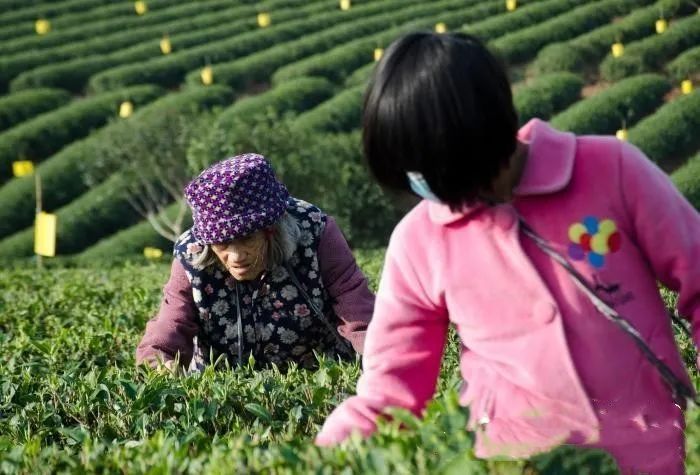 关于广西“放牛娃”回守绿水青山 荒坡上筑起茶叶梦的信息
