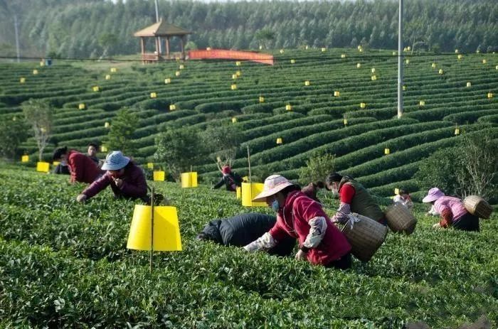 关于广西“放牛娃”回守绿水青山 荒坡上筑起茶叶梦的信息(2)