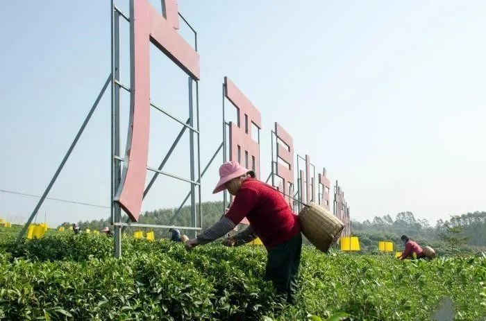 关于广西“放牛娃”回守绿水青山 荒坡上筑起茶叶梦的信息(1)