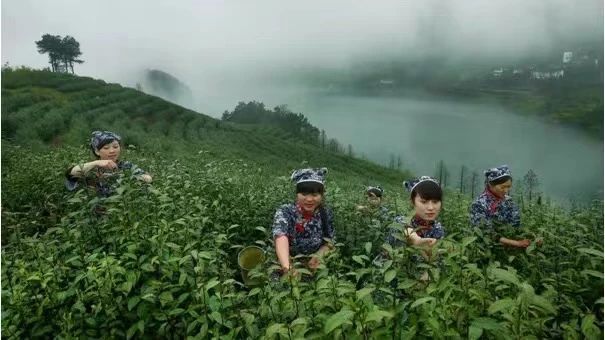 关于入选人类非遗，给金华茶产业带来什么的最新消息(6)