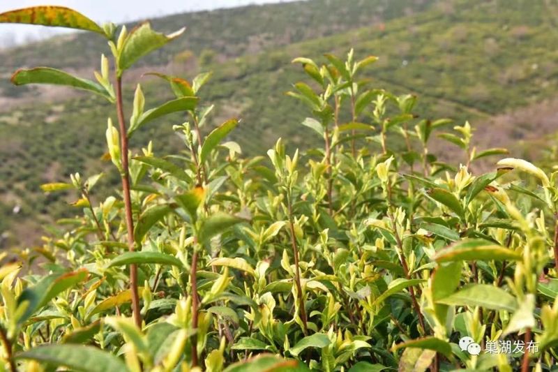 关于入选人类非遗，给金华茶产业带来什么的最新消息(4)