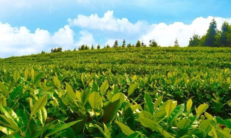 关于咸宁茶产业发展路指何方？的相关内容(2)