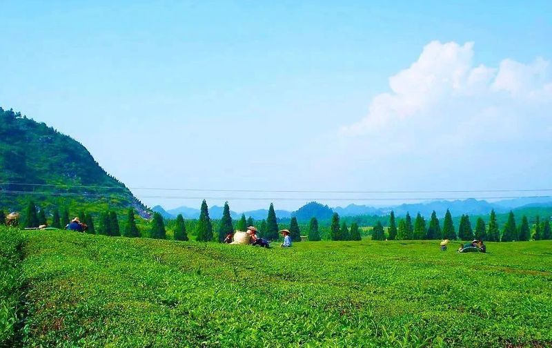 关于咸宁茶产业发展路指何方？的相关内容