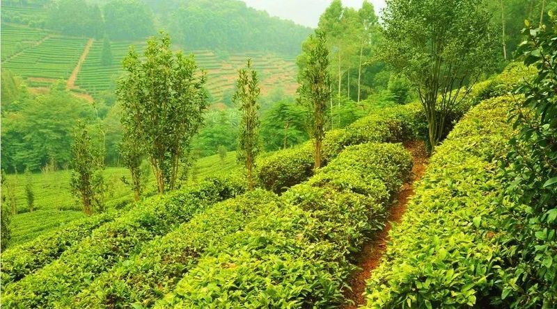 关于咸宁茶产业发展路指何方？的相关内容(3)