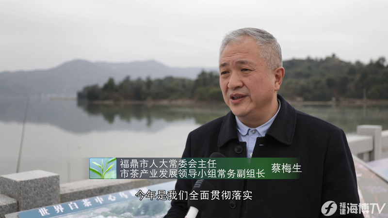 有关于统筹“三茶”高质量发展 守好福鼎白茶品质初心的消息