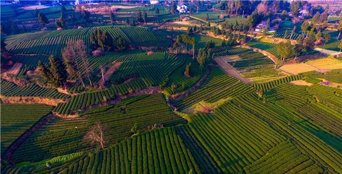 关于中国西部最美茶园——茶海之心的信息(1)