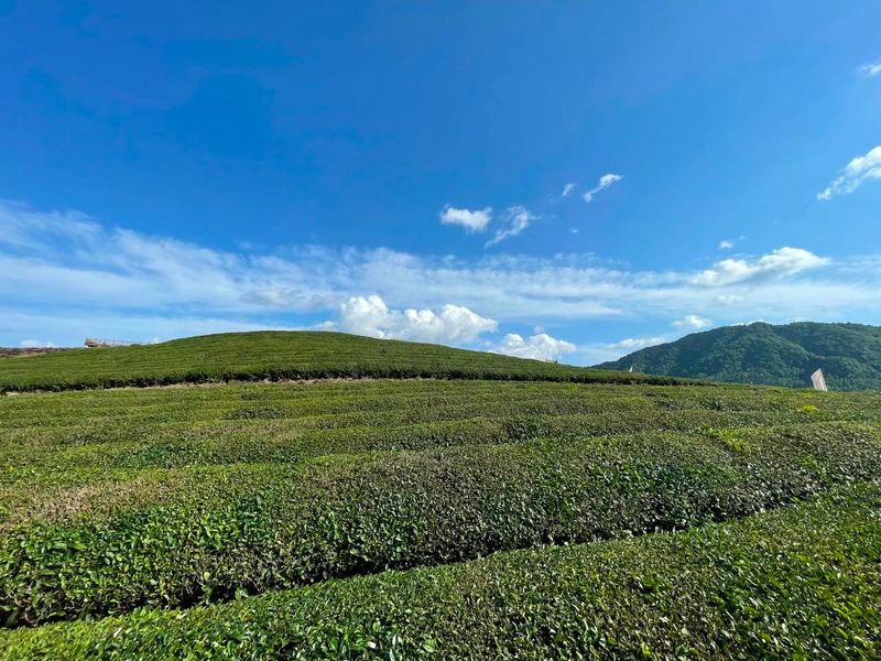 关于以茶为媒以旅为用 促进茶旅深度融合的最新消息(2)