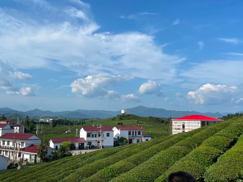 关于以茶为媒以旅为用 促进茶旅深度融合的最新消息(1)