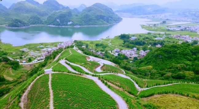 关于湖南红茶“十大产品品牌”之冯城古茶：瑶都佳茗誉神州的消息