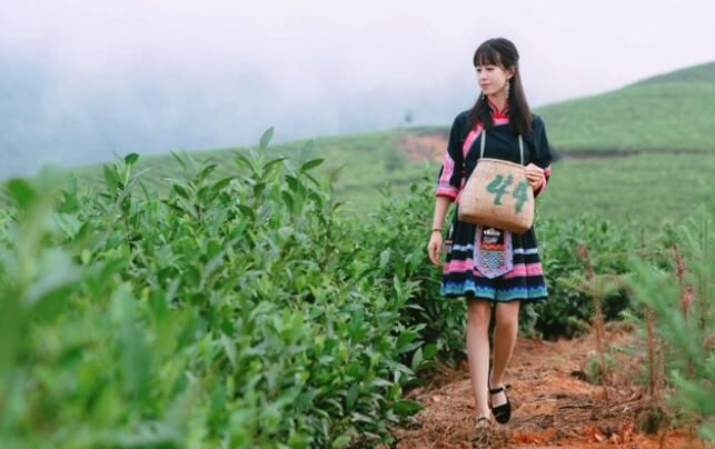 关于湖南红茶“十大产品品牌”之冯城古茶：瑶都佳茗誉神州的消息(1)