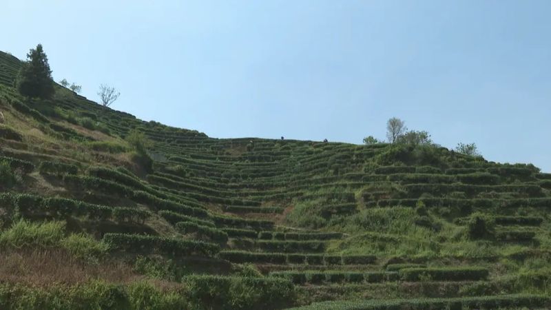 关于茶叶变茶业，紫金蝉茶成致富茶，铺就乡村振兴路！的内容