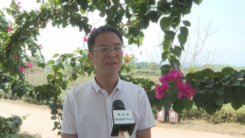关于茶叶变茶业，紫金蝉茶成致富茶，铺就乡村振兴路！的内容(5)