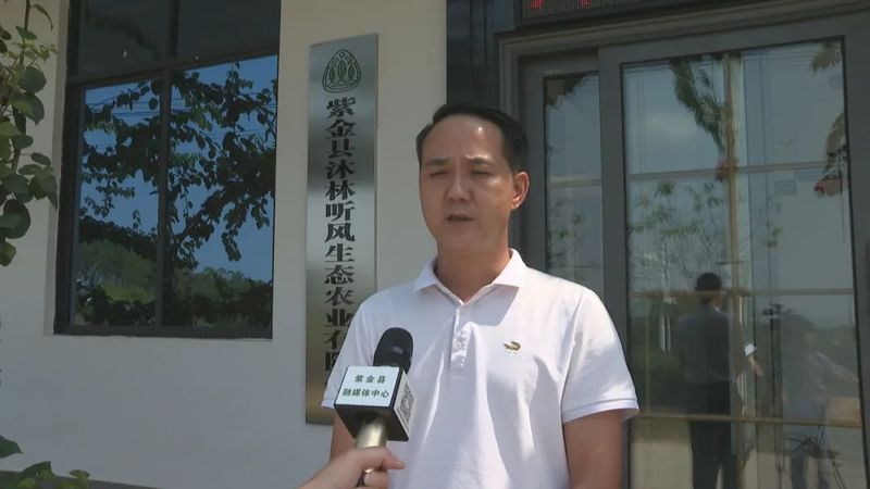 关于茶叶变茶业，紫金蝉茶成致富茶，铺就乡村振兴路！的内容(3)