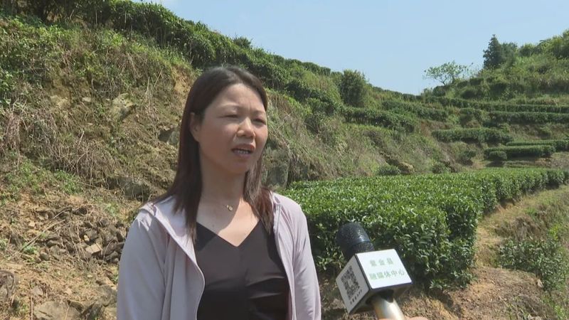 关于茶叶变茶业，紫金蝉茶成致富茶，铺就乡村振兴路！的内容(2)