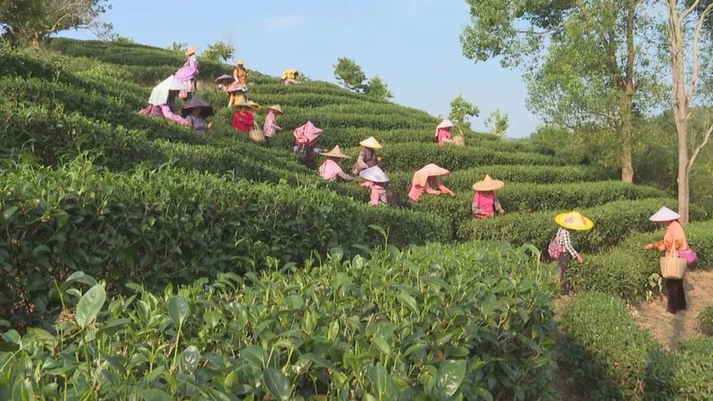 关于茶叶变茶业，紫金蝉茶成致富茶，铺就乡村振兴路！的内容(4)