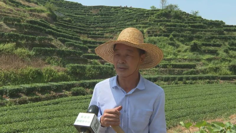 关于茶叶变茶业，紫金蝉茶成致富茶，铺就乡村振兴路！的内容(1)