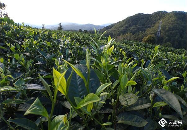 关于云南红河县：茶叶里的幸福味道的最新消息(1)