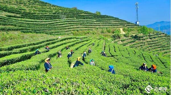 关于云南红河县：茶叶里的幸福味道的最新消息