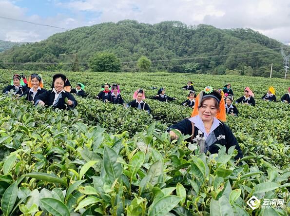 关于云南红河县：茶叶里的幸福味道的最新消息(2)