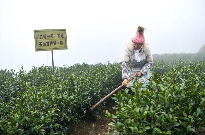 关于在《新华每日电讯》，闻见“共富茶”香的消息(5)