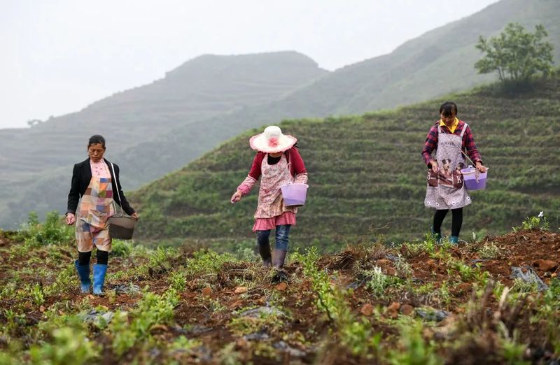 关于在《新华每日电讯》，闻见“共富茶”香的消息(6)