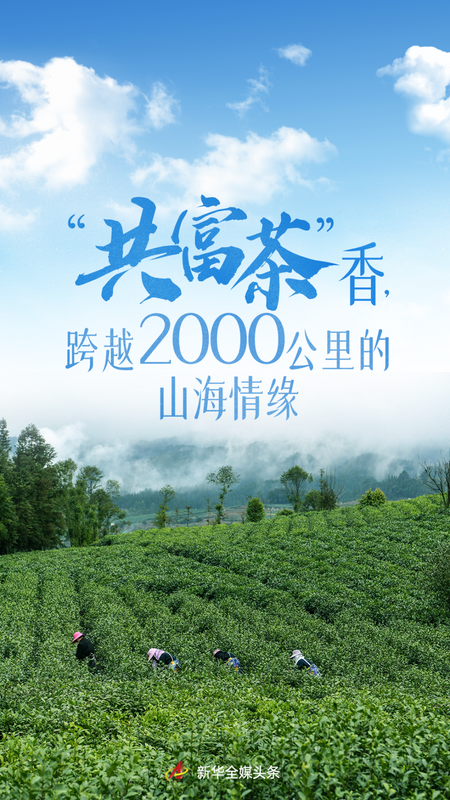 关于在《新华每日电讯》，闻见“共富茶”香的消息