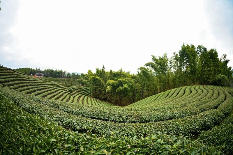 关于乡村振兴为抓手，聚焦绿色生态茶产区的高质量发展的相关内容(2)