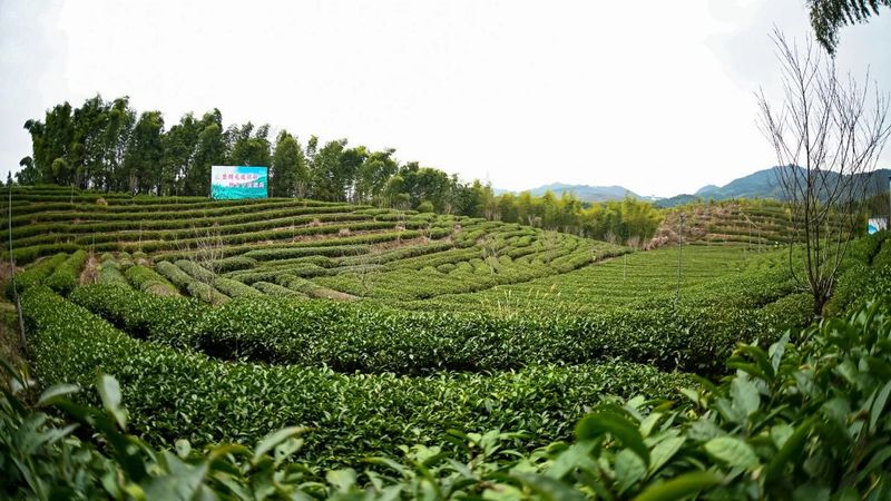 关于乡村振兴为抓手，聚焦绿色生态茶产区的高质量发展的相关内容(13)