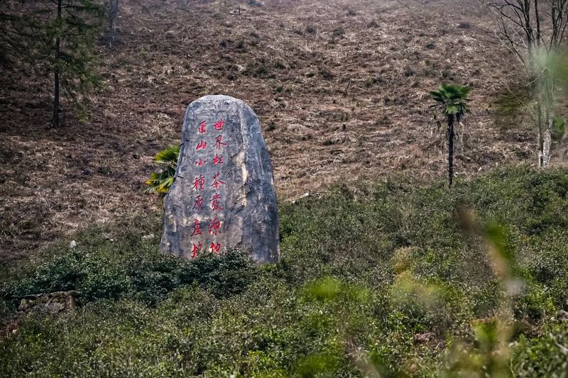 关于乡村振兴为抓手，聚焦绿色生态茶产区的高质量发展的相关内容(1)