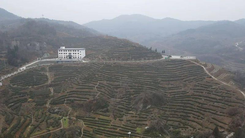 有关于400万株茶苗“闹春耕” 拓宽增收致富路 的最新消息(6)