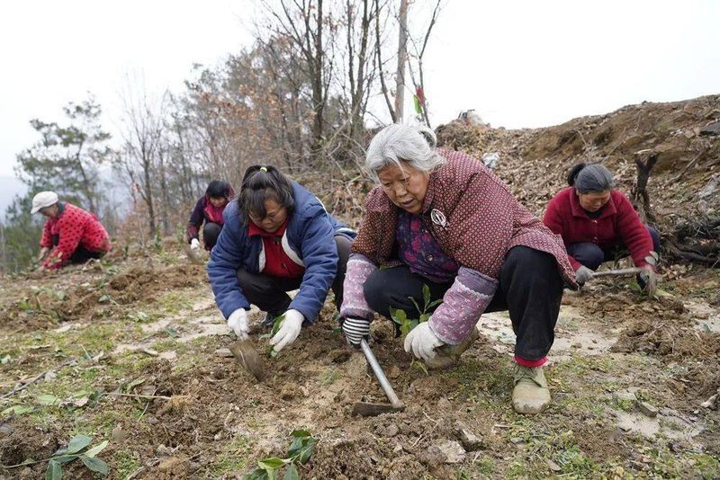 有关于400万株茶苗“闹春耕” 拓宽增收致富路 的最新消息(5)