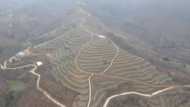 有关于400万株茶苗“闹春耕” 拓宽增收致富路 的最新消息