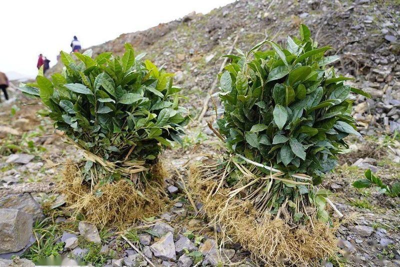 有关于400万株茶苗“闹春耕” 拓宽增收致富路 的最新消息(4)