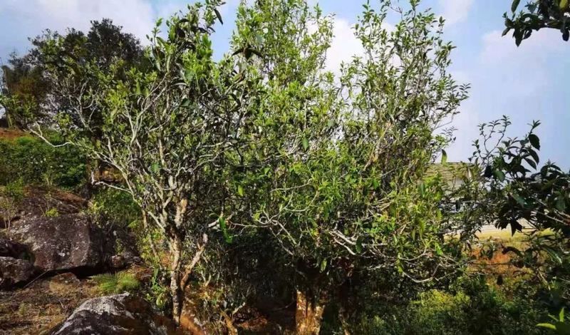 关于临沧临翔:多举措筑牢野生古茶树资源保护屏障的资讯(1)