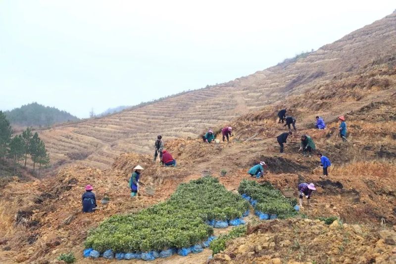 关于春天里：贵州三都、紫云、关岭种茶管茶的信息