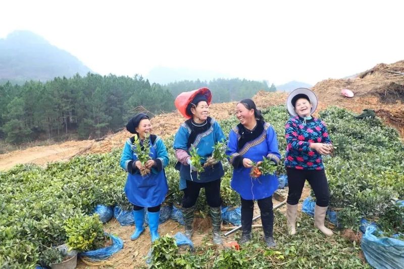 关于春天里：贵州三都、紫云、关岭种茶管茶的信息(5)