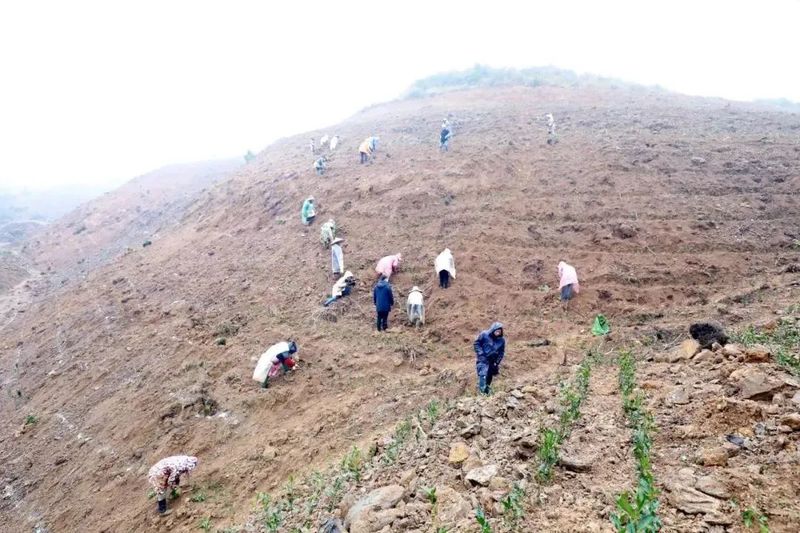 关于春天里：贵州三都、紫云、关岭种茶管茶的信息(13)