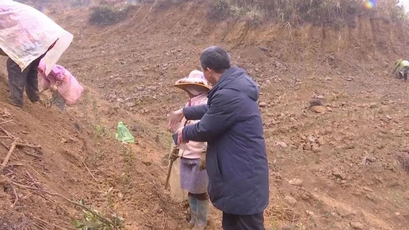 关于春天里：贵州三都、紫云、关岭种茶管茶的信息(12)