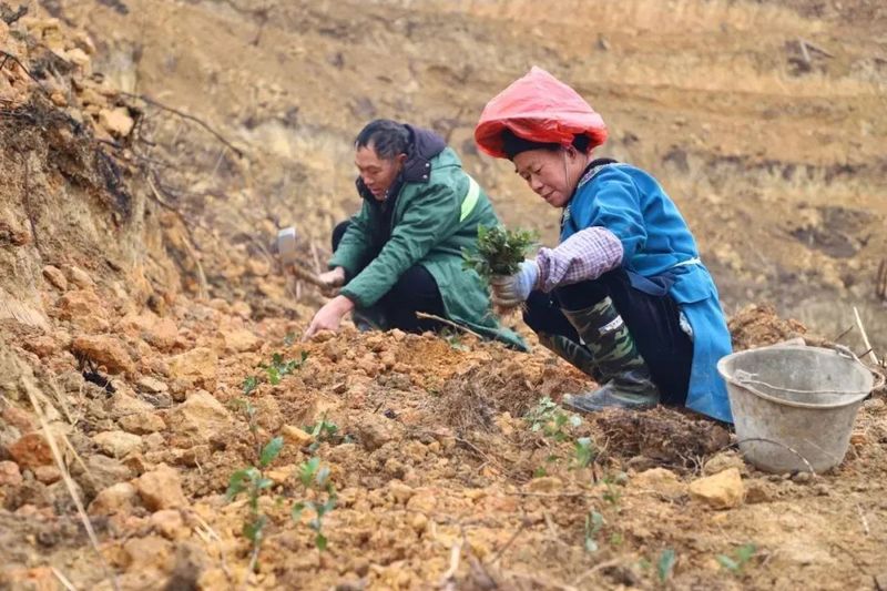 关于春天里：贵州三都、紫云、关岭种茶管茶的信息(6)