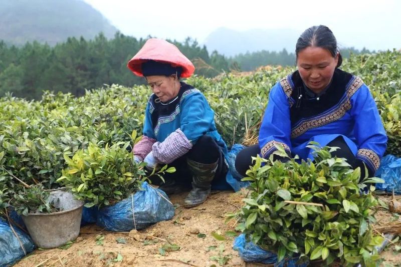 关于春天里：贵州三都、紫云、关岭种茶管茶的信息(3)